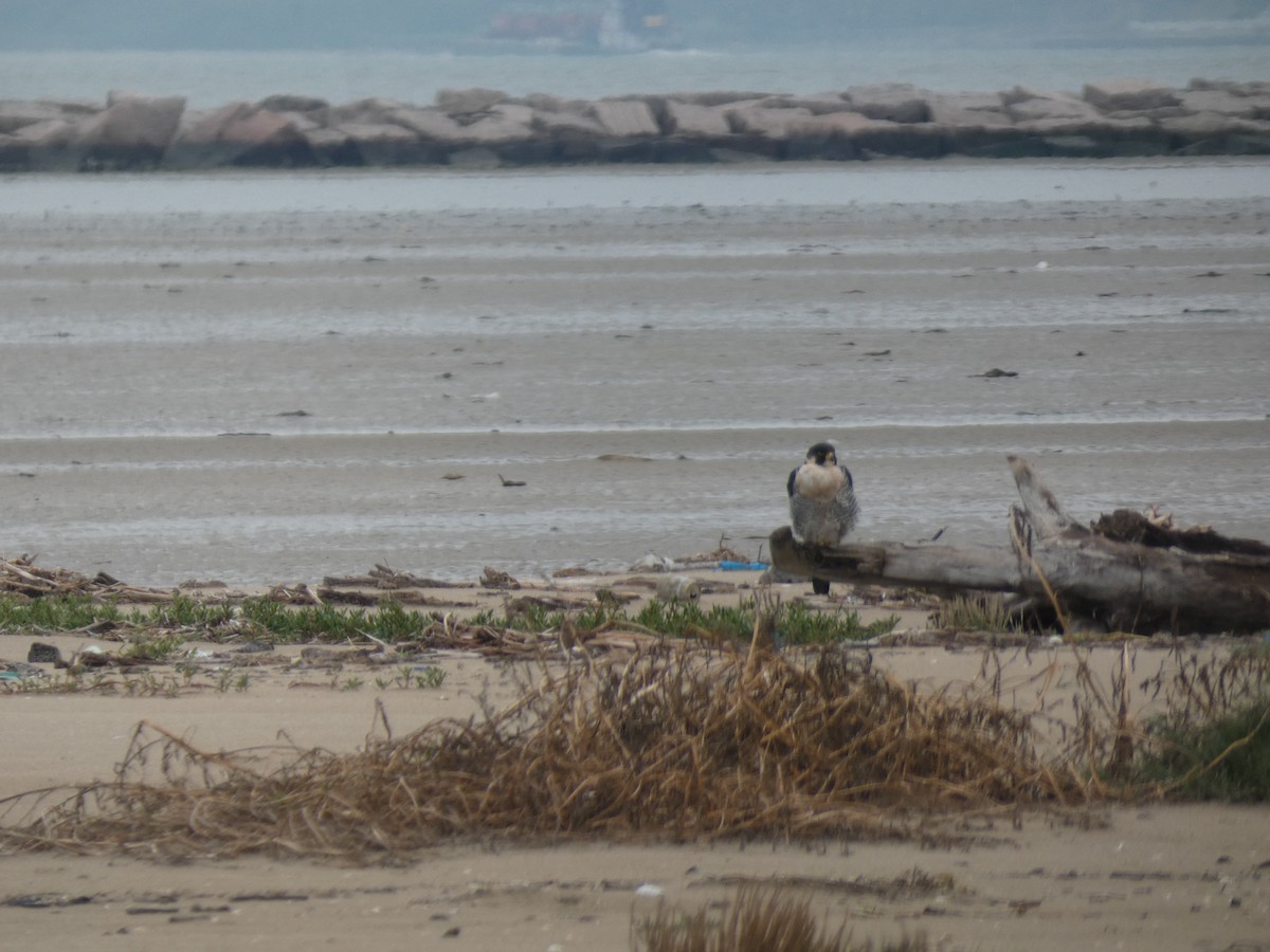 Peregrine Falcon - ML646485878