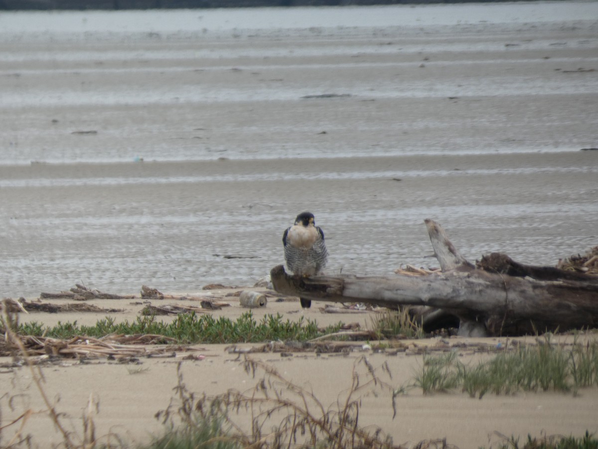 Peregrine Falcon - ML646485880