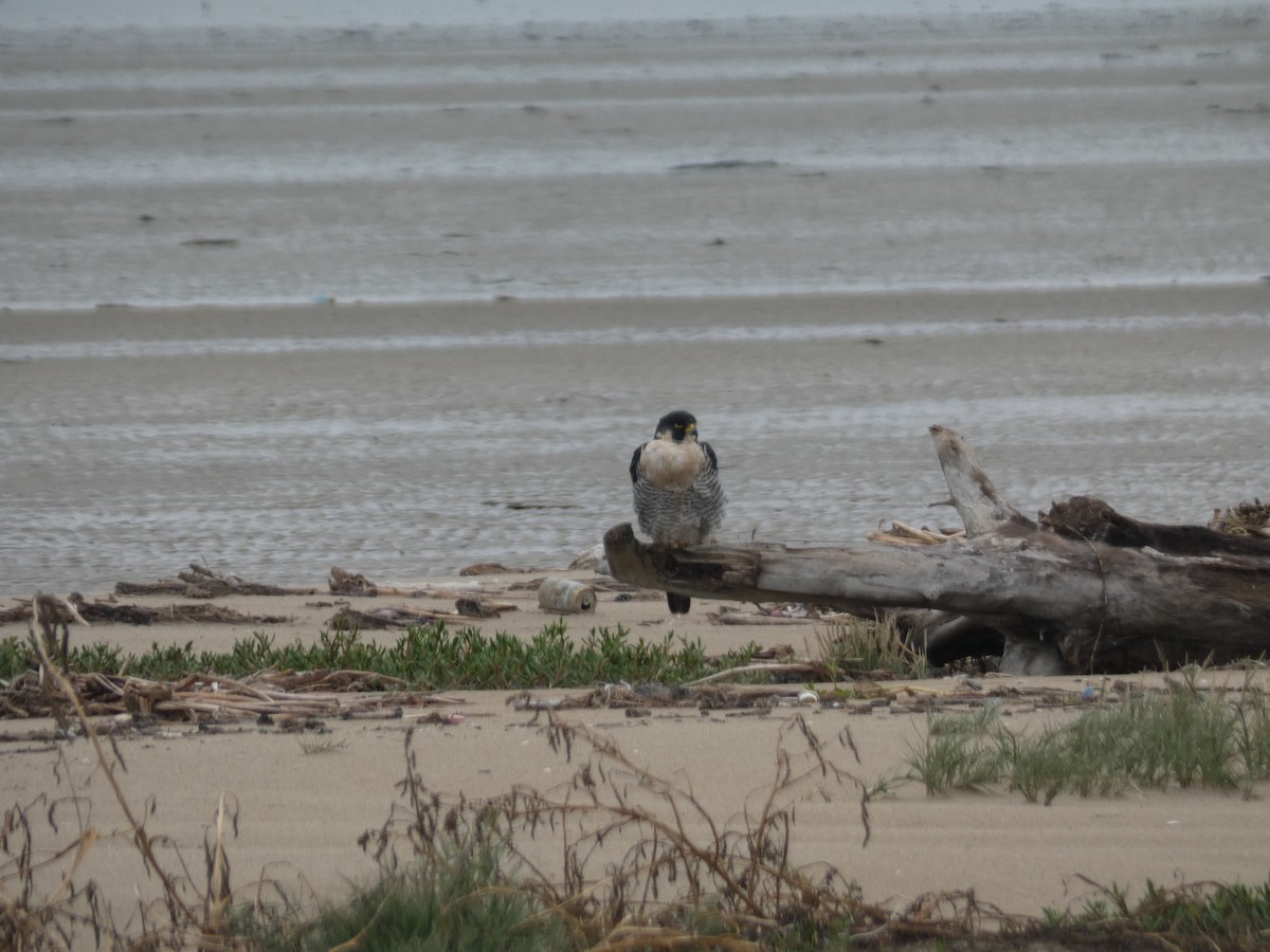 Peregrine Falcon - ML646485881