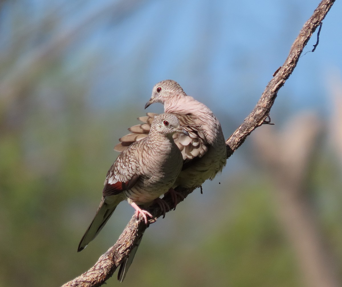 Inca Dove - ML646485882