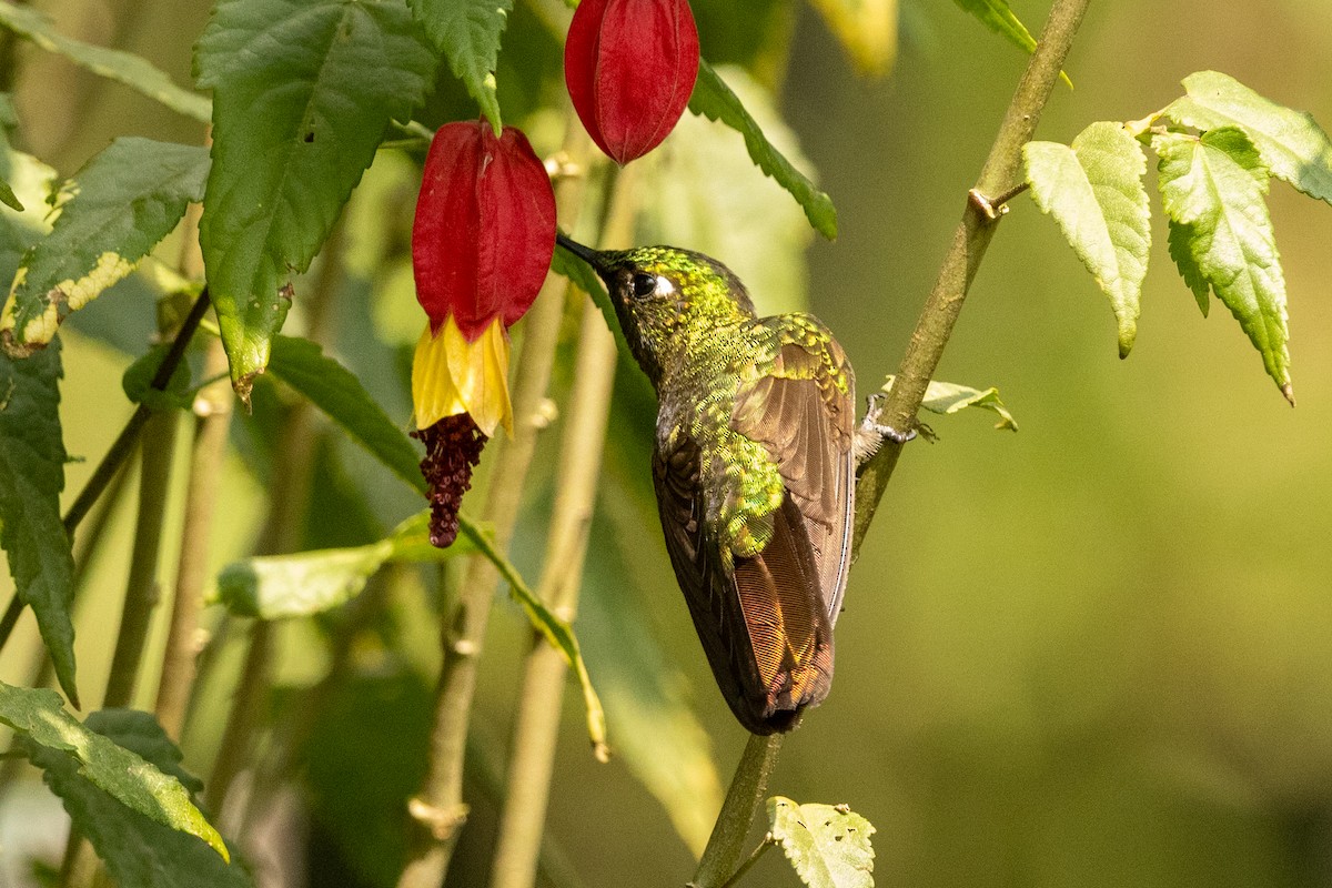 Tyrian Metaltail (Tyrian) - ML646485889