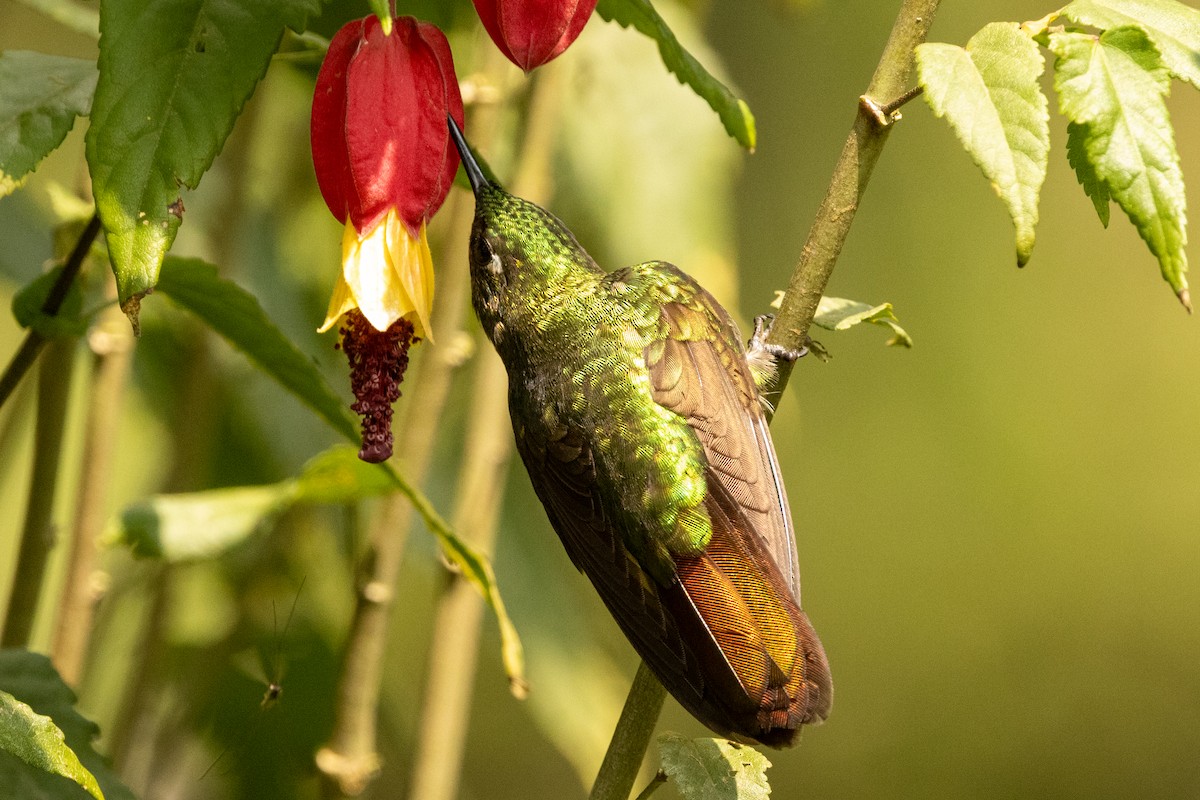 Tyrian Metaltail (Tyrian) - ML646485890