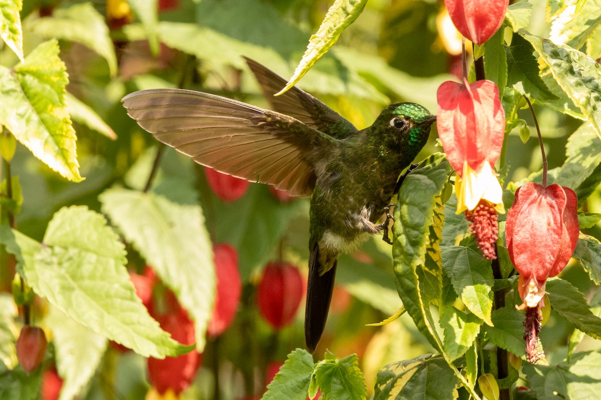 Tyrian Metaltail (Tyrian) - ML646485892