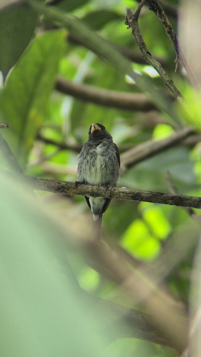 Schieferspelzer - ML646485897