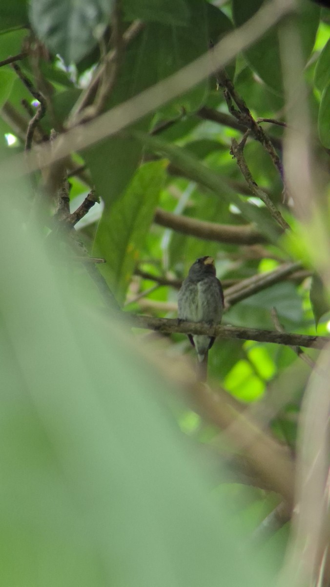 Schieferspelzer - ML646485898