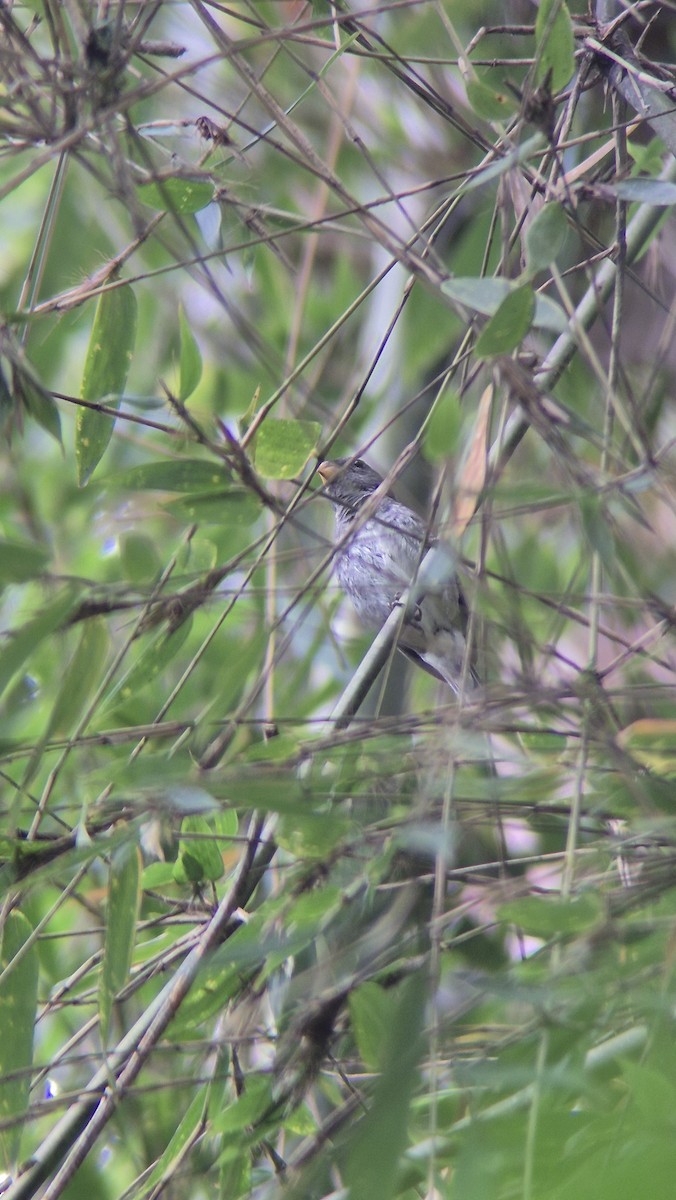 Schieferspelzer - ML646485899