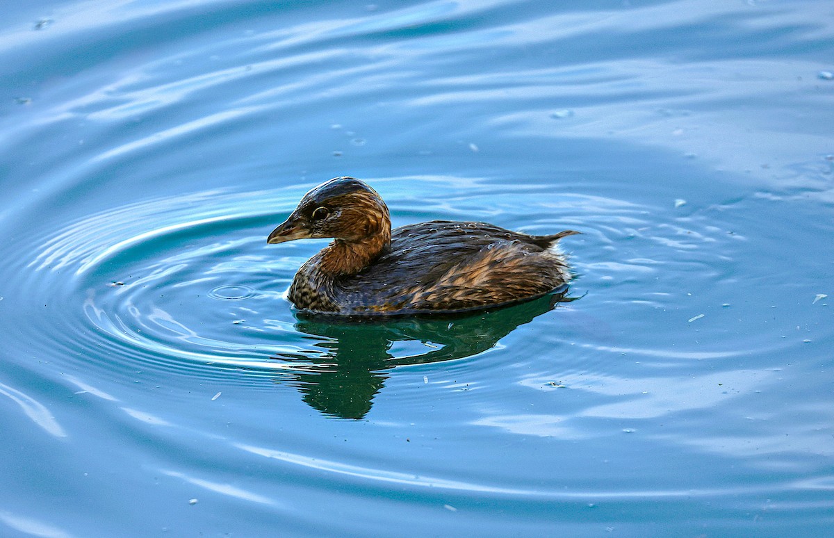 Pied-billed Grebe - ML646485901