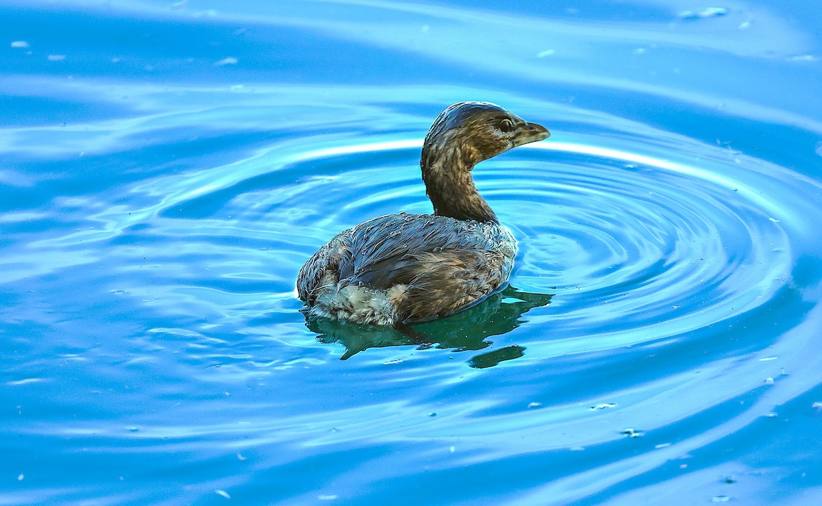Pied-billed Grebe - ML646485903