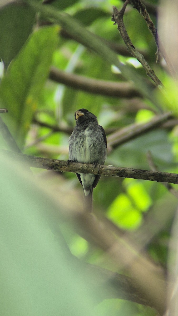 Schieferspelzer - ML646485904