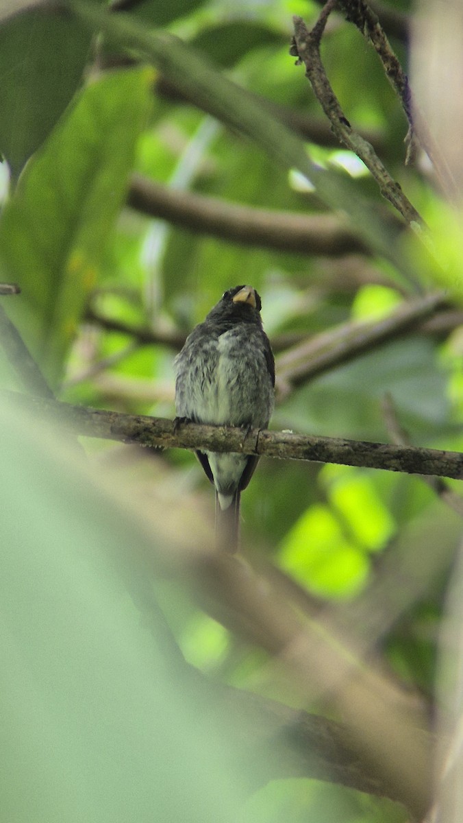 Schieferspelzer - ML646485905