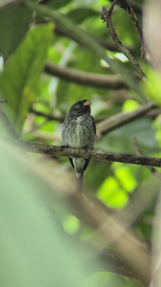 Schieferspelzer - ML646485906