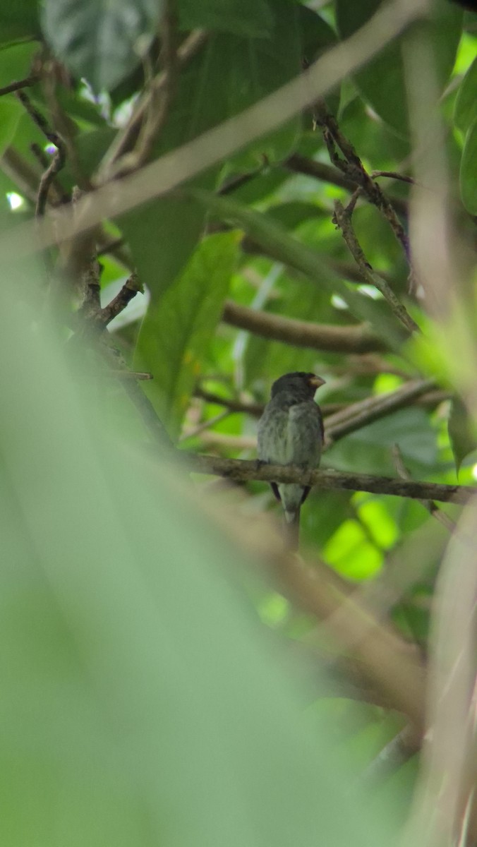 Schieferspelzer - ML646485908