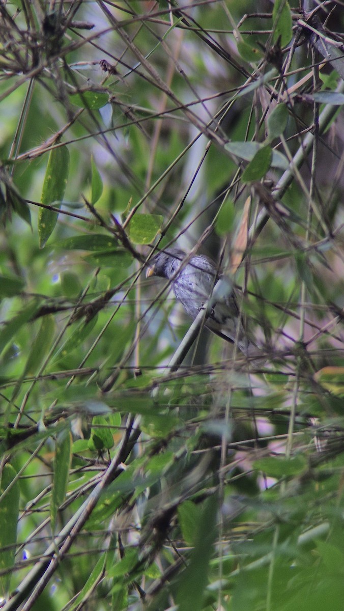 Schieferspelzer - ML646485909