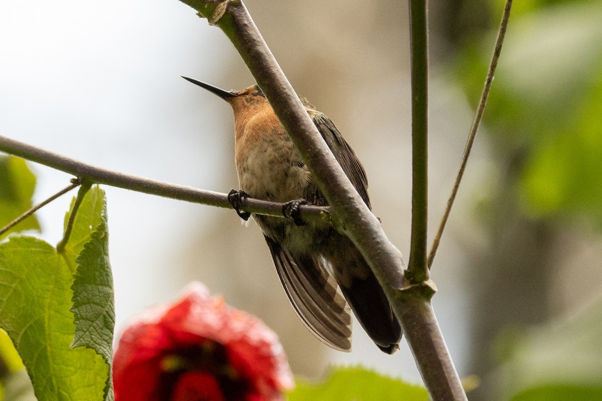 Tyrian Metaltail (Tyrian) - ML646485910