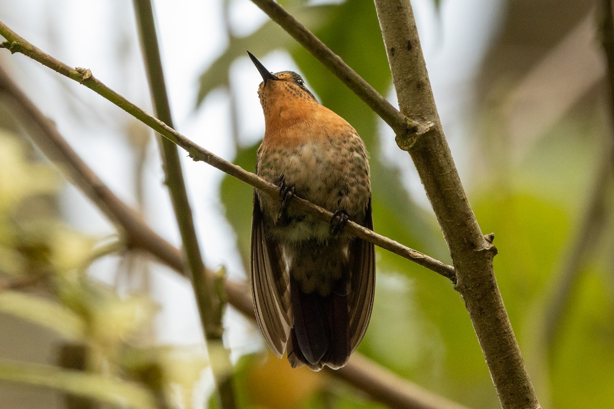 Tyrian Metaltail (Tyrian) - ML646485912