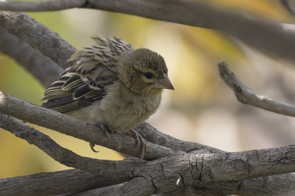 Red Fody - ML646485916