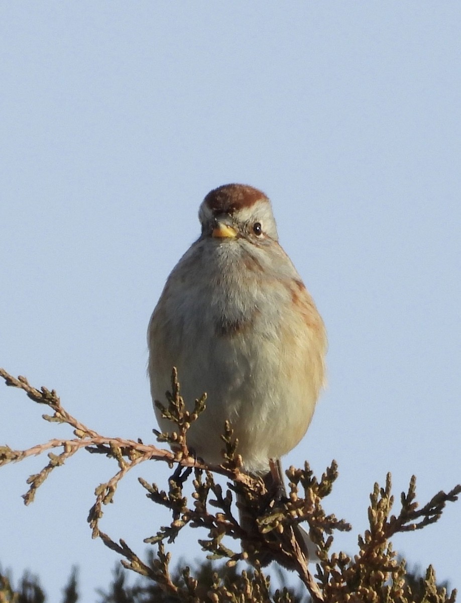 American Tree Sparrow - ML646485923