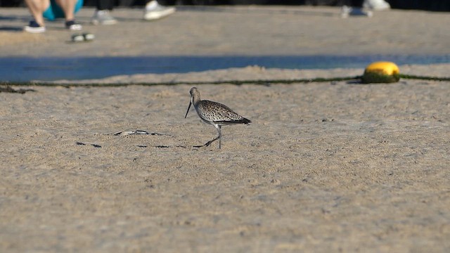 Bar-tailed Godwit - ML646485924