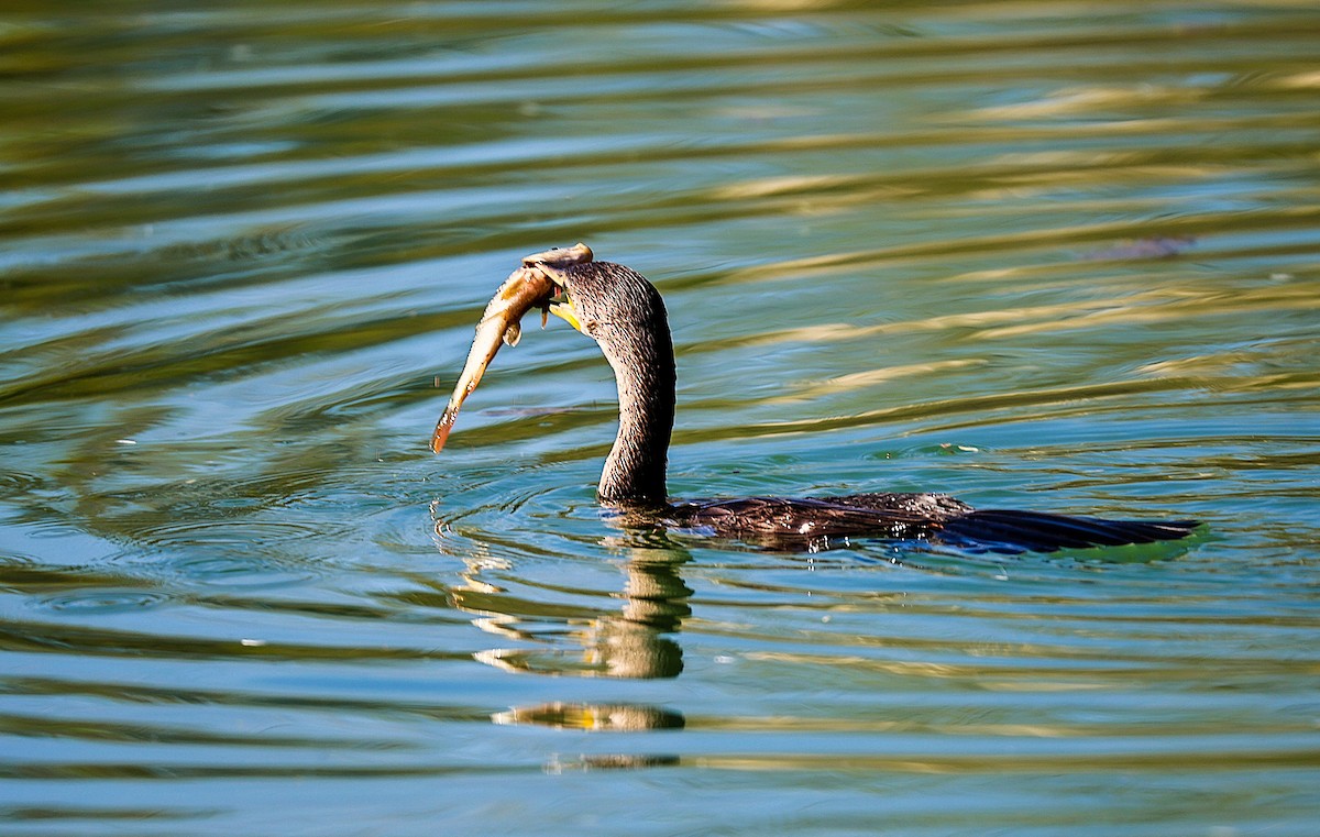 Neotropic Cormorant - ML646485926
