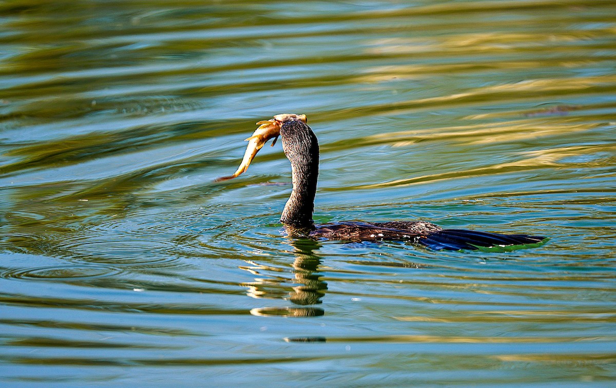 Neotropic Cormorant - ML646485927