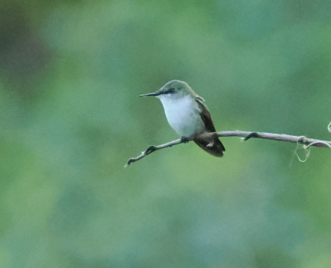 kalypta jemná - ML646485929