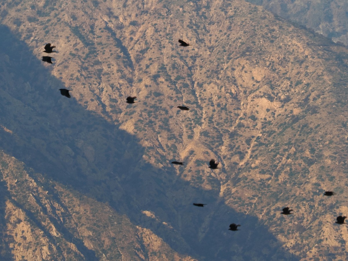 American Crow - ML646485933