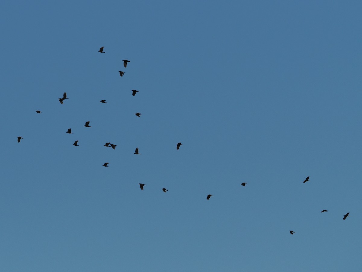 American Crow - ML646485934