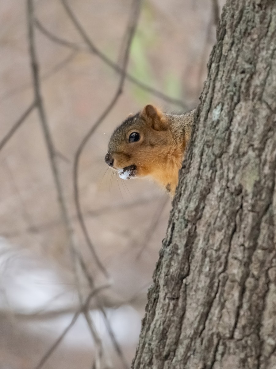 Squirrels - ML646485935