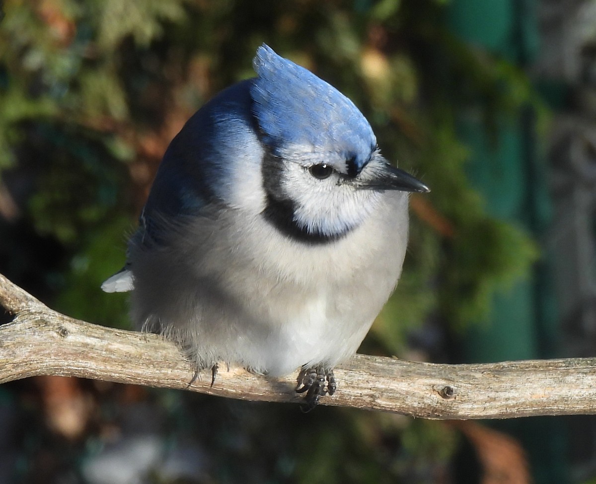 Blue Jay - ML646485940