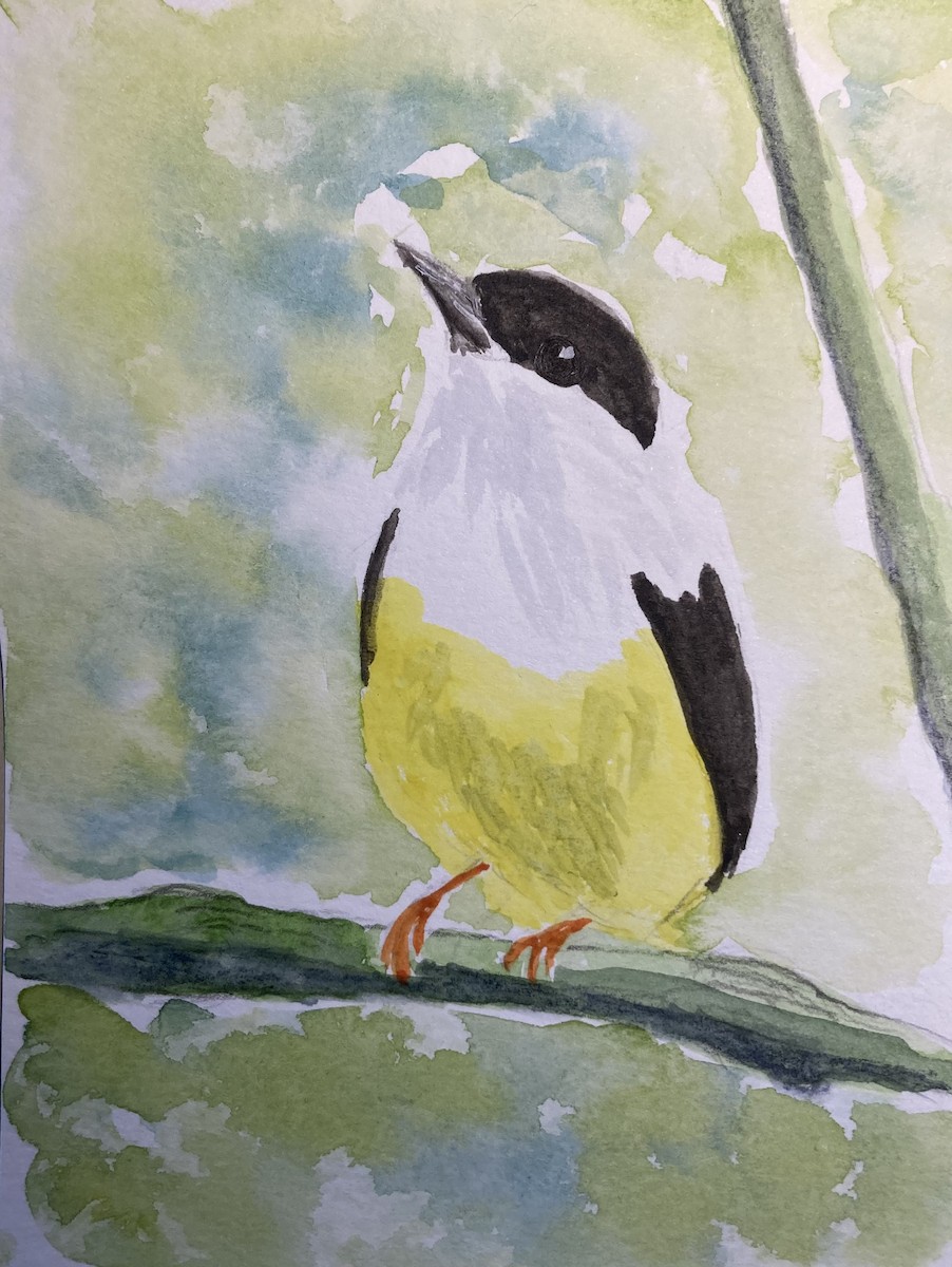 White-collared Manakin - ML646485941