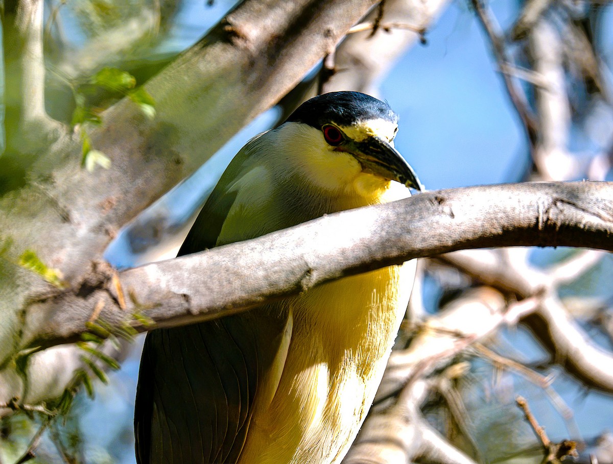 Black-crowned Night Heron - ML646485942