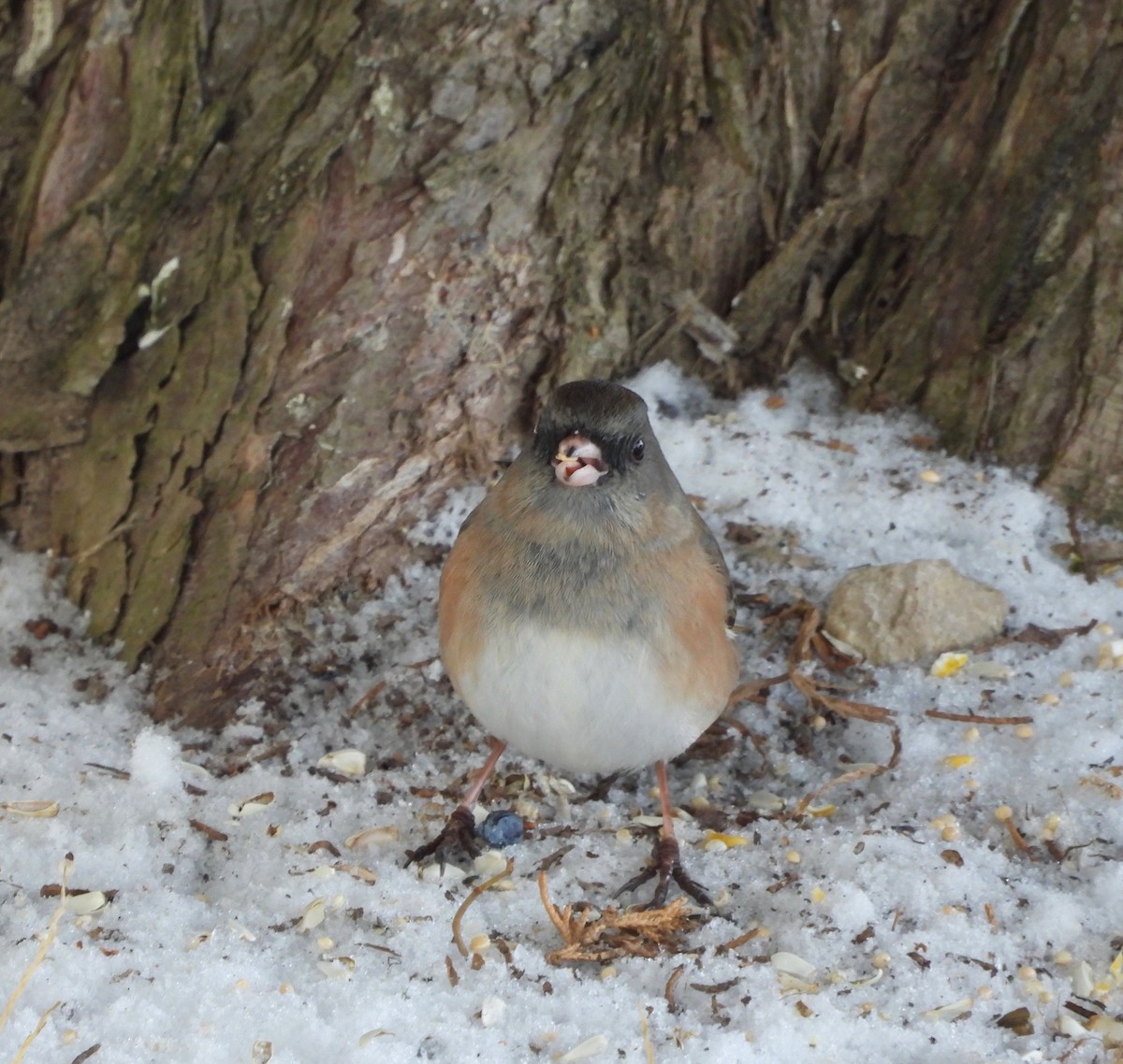 Dark-eyed Junco (Slate-colored) - ML646485943