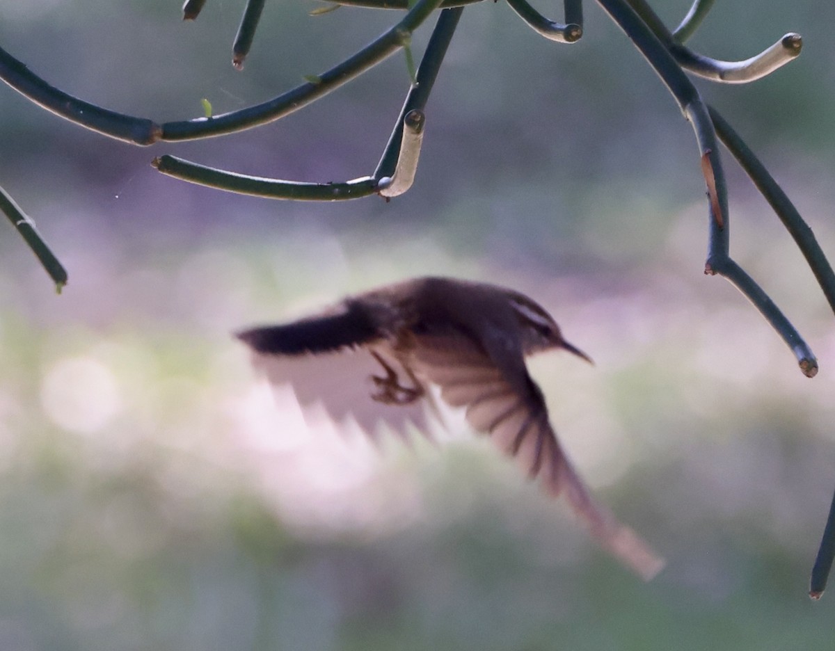 Підбуреник - ML646485944