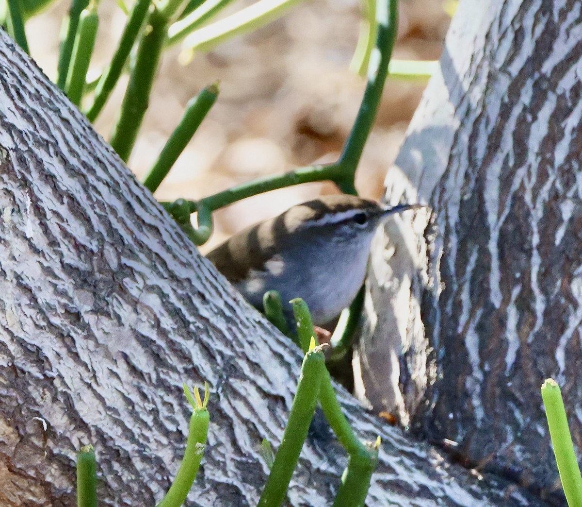 Підбуреник - ML646485946