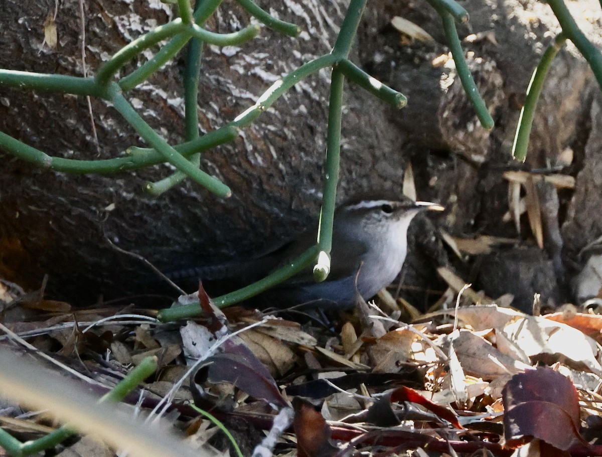 Підбуреник - ML646485948