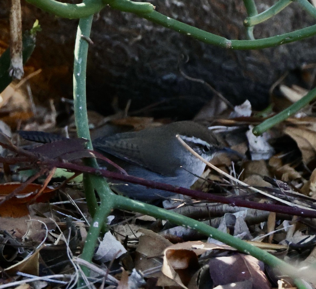 Підбуреник - ML646485949