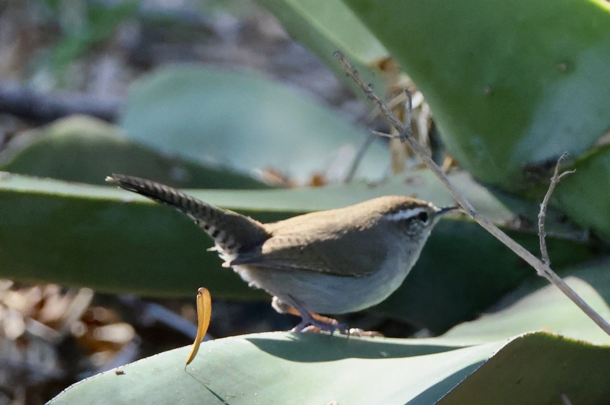 Підбуреник - ML646485950