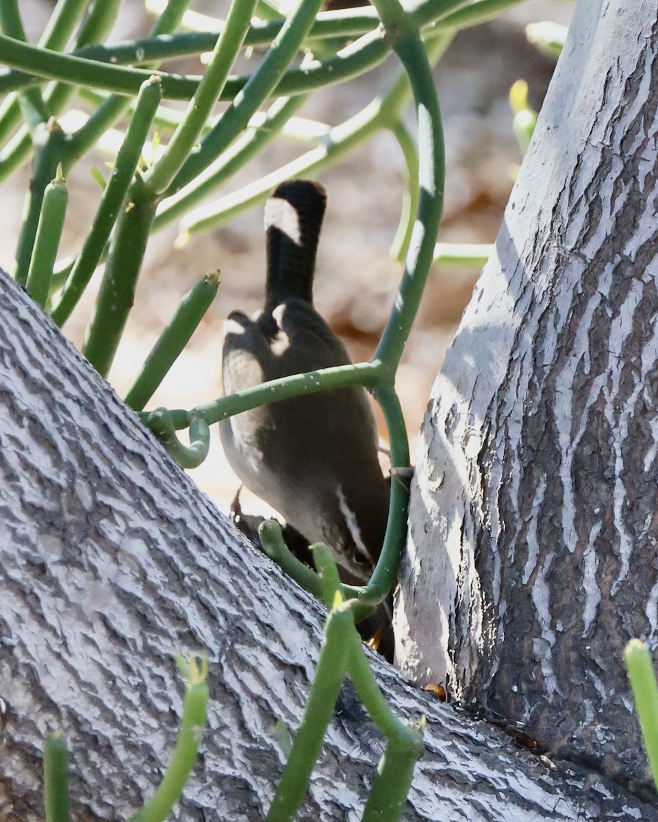 Підбуреник - ML646485952