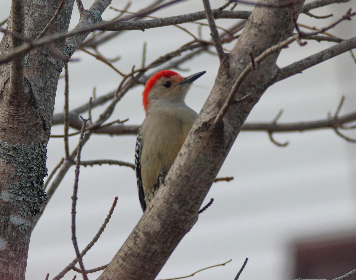 Red-bellied Woodpecker - ML646485954