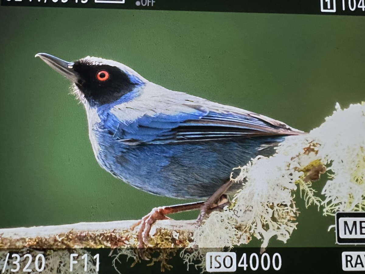 Pinchaflor Enmascarado - ML646485956