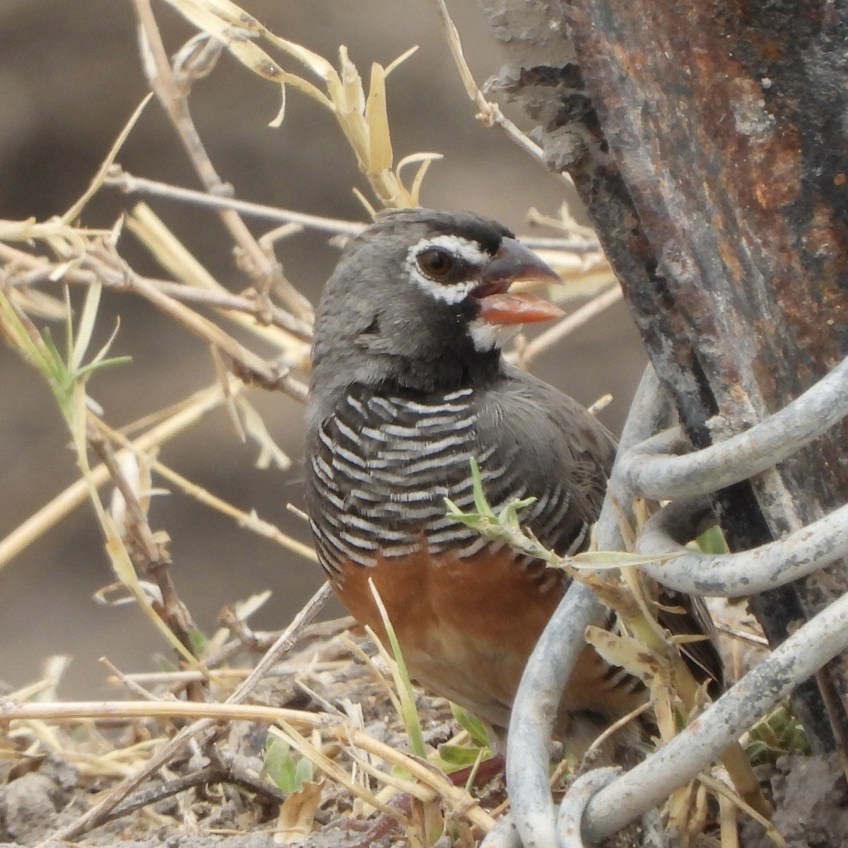 Estrilda Codorniz - ML646485960