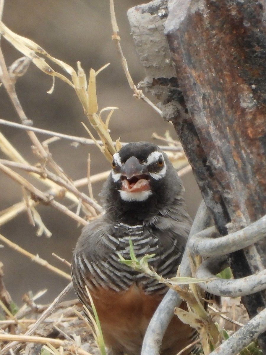 Estrilda Codorniz - ML646485961