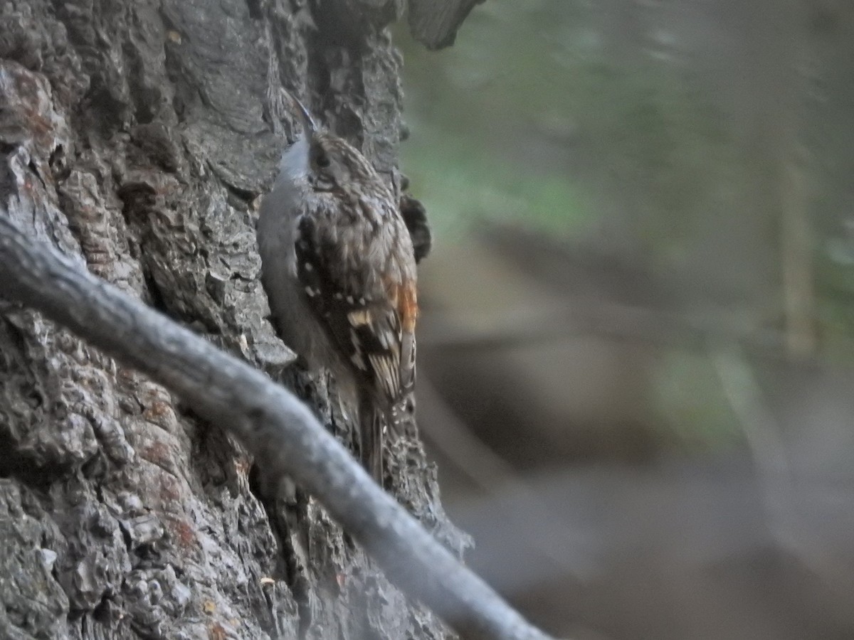 Agateador Americano - ML646485967