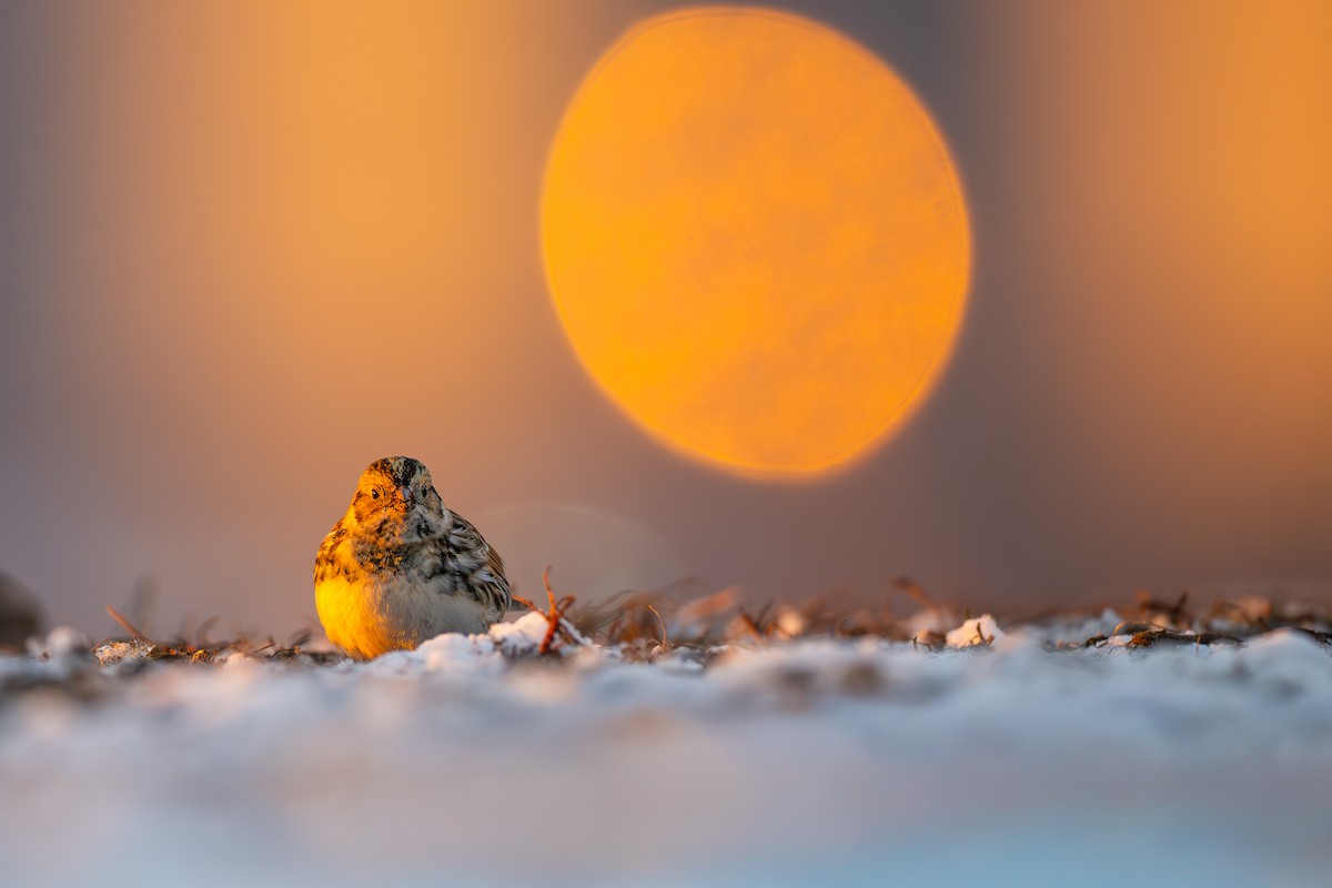 Zigolo della Lapponia - ML646485968