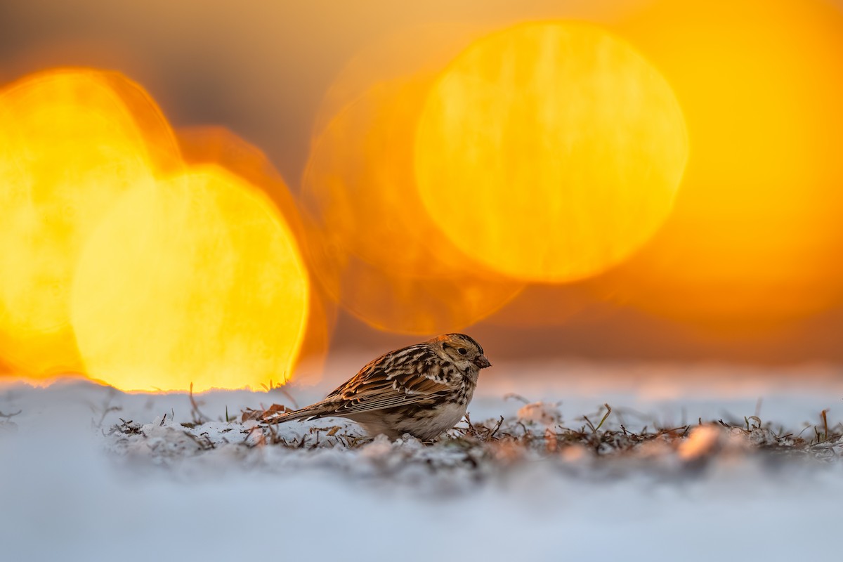 Zigolo della Lapponia - ML646485969