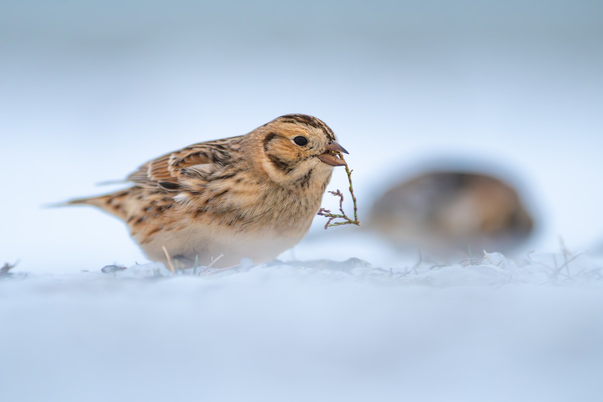 Escribano Lapón - ML646485971