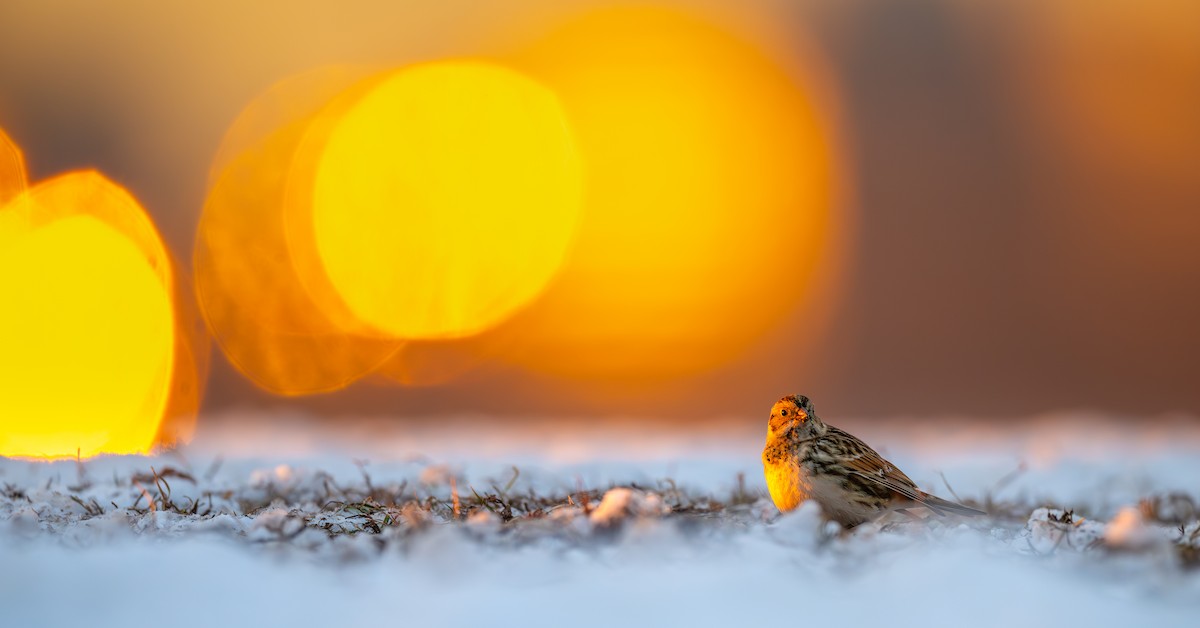 Escribano Lapón - ML646485972