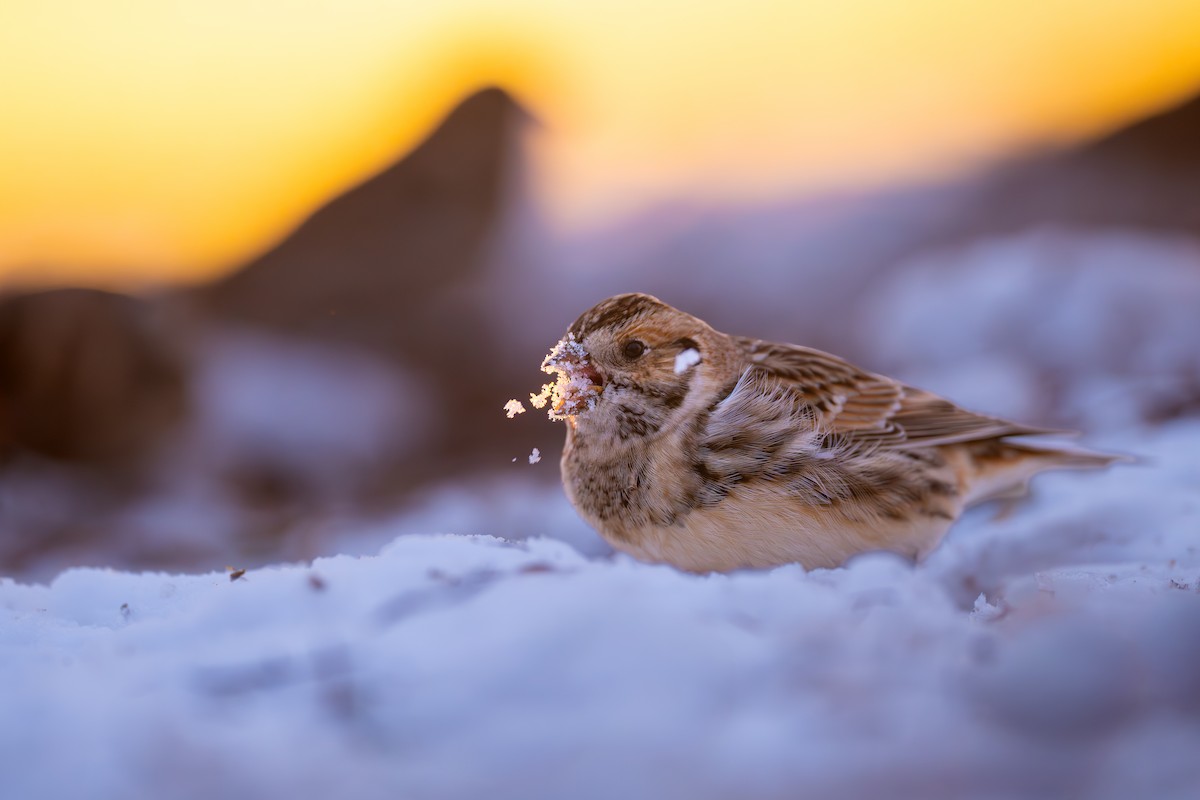 Zigolo della Lapponia - ML646485973