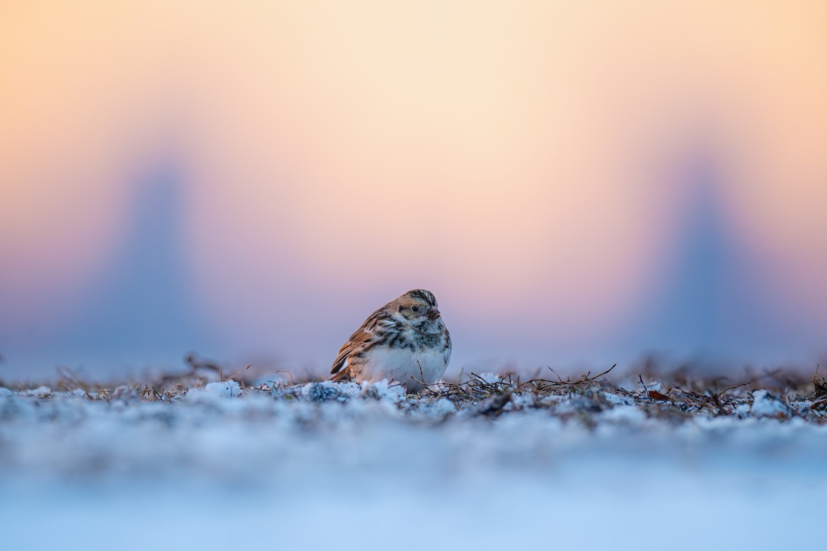 Zigolo della Lapponia - ML646485974