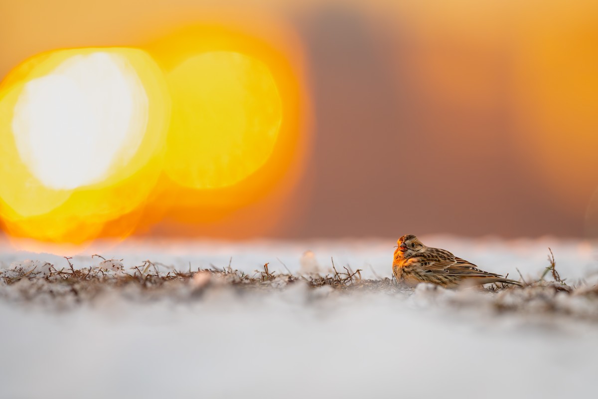 Escribano Lapón - ML646485975